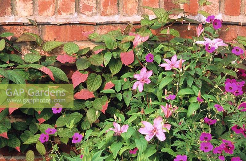 Wollerton Old Hall Shropshire Climbers on wall Actinidia kolomikta Clematis Hagley Hybrid Geranium psilostemon