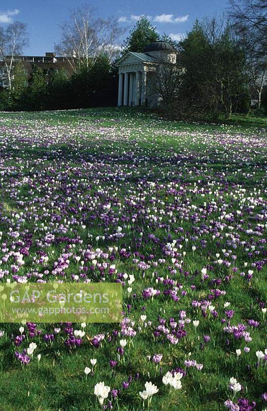 Kew Gardens Surrey Massed Durch crocuses planted in lawns