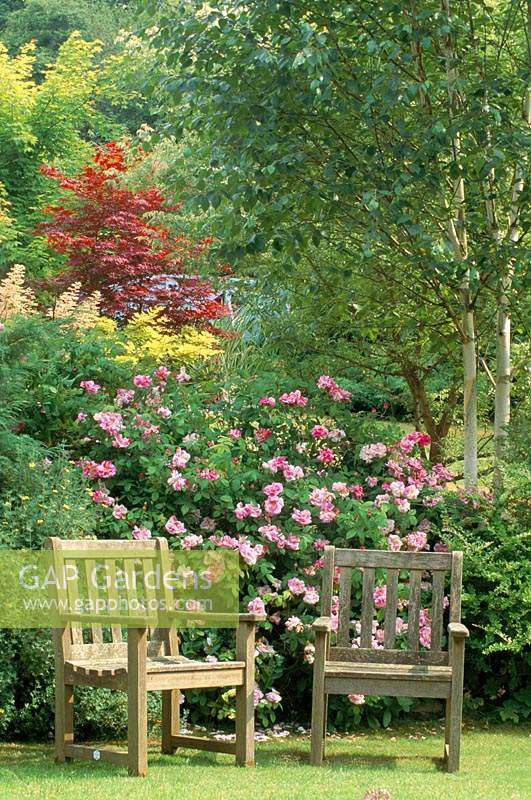 Alan Titchmarsh's garden Hampshire Seats in front of Rosa gallica Versicolor syn Rosa Mundi