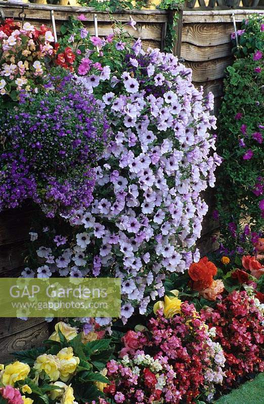 Summer flowering colourful hanging basket Petunia surfina Ble Vein fence