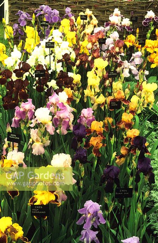 Kelways Nurseries Iris germanica hybrids