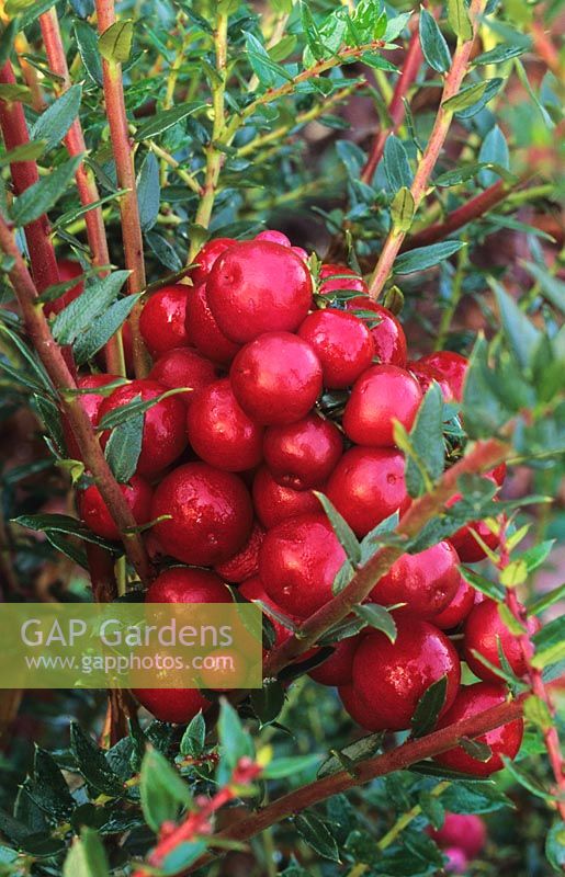 Gaultheria mucronata Mulberry Wine syn Pernettya