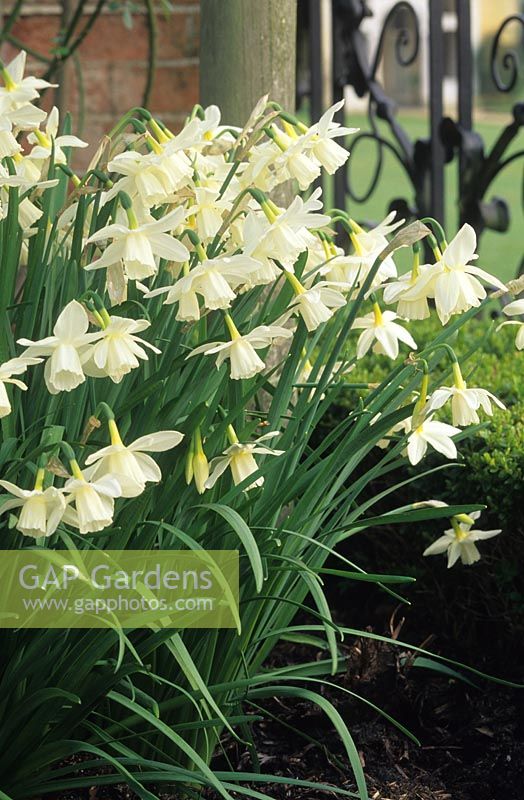 Daffodil Narcissus Thalia