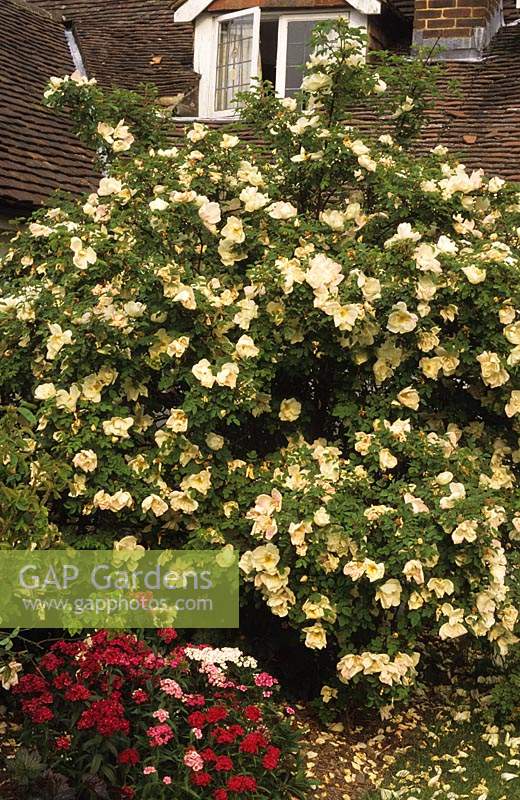 private garden Sussex Rose Rosa Nevada