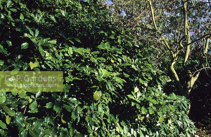 RHS. Wisley. Surrey. Aucuba japonica