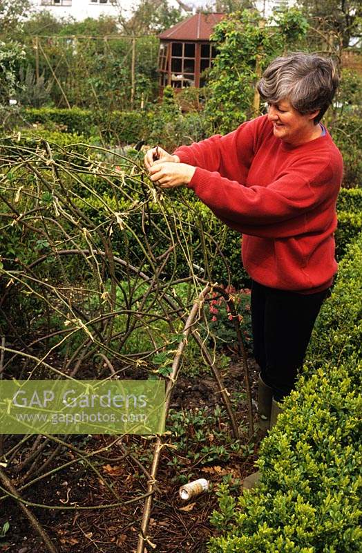 The Anchorage Kent Repairing tying in pruned rose stems onto willow framework