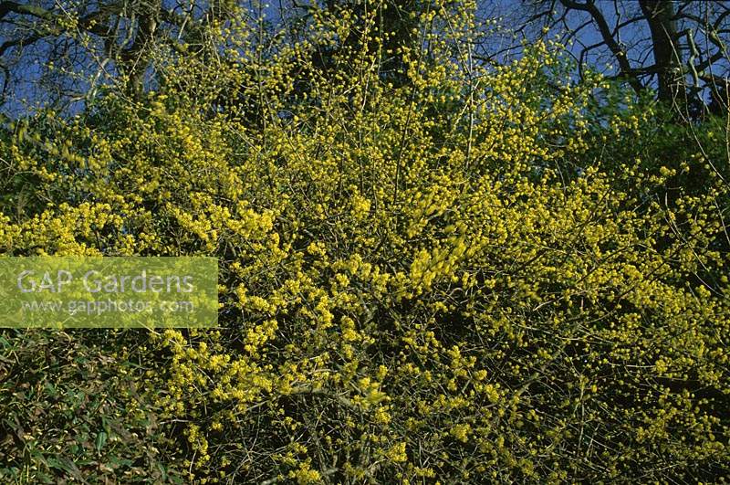 Cornus mas