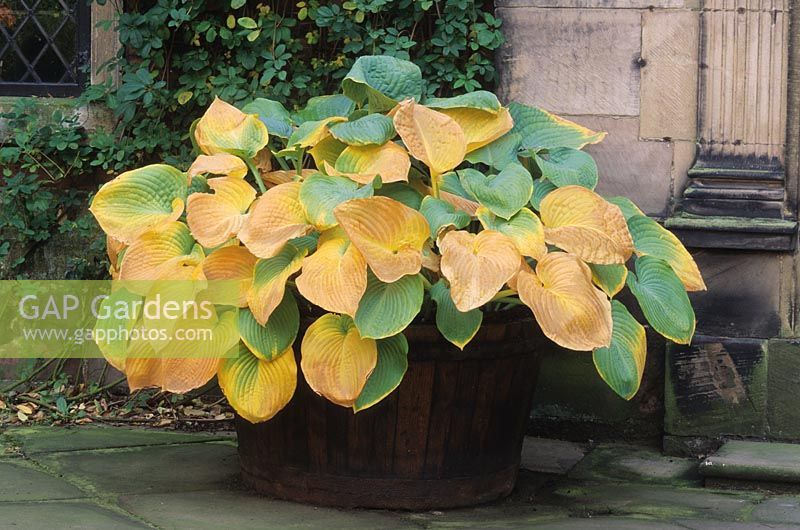 Hosta sieboldiana in wooden barrel container