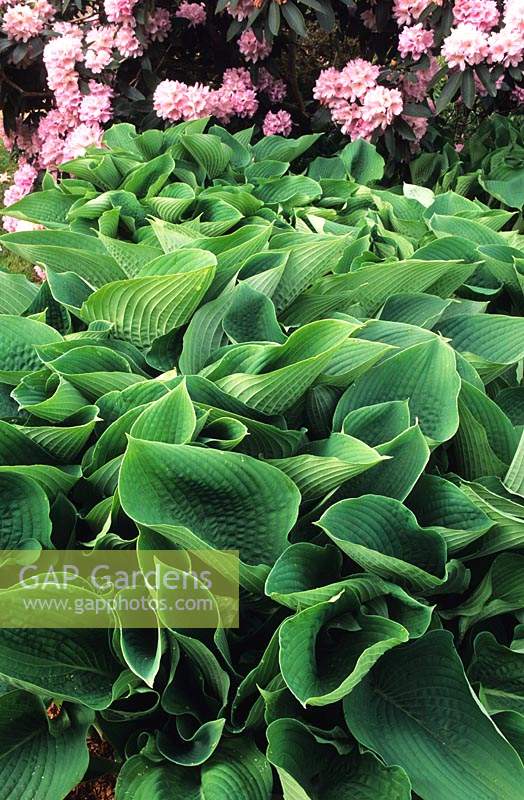 Hosta sieboldiana