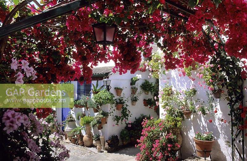 private garden Cordoba Spain Bouganvillea growing over arch in passageway between houses