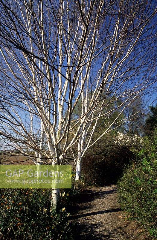 Swallow Hayes Shropshire birch Betula utilis