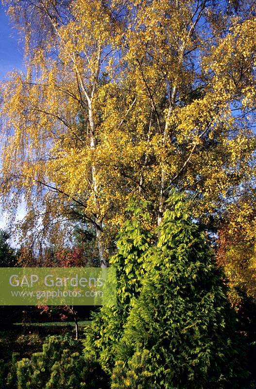 Valley Gardens Surrey birch Betula pendula Chamaecyparis lawsoniana Lutea Compacta Pinus mugo