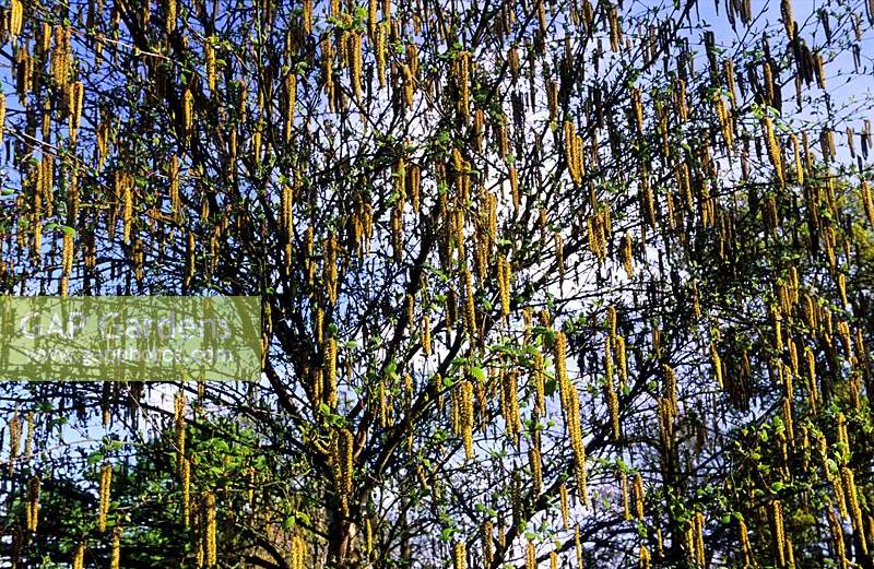 birch Betula ermanii Greyswood Hill