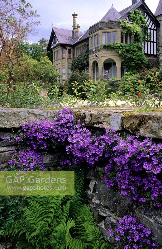 Bodnant North Wales Rose terrace with Campanula poscharskyana growing in stone cracks and crevices
