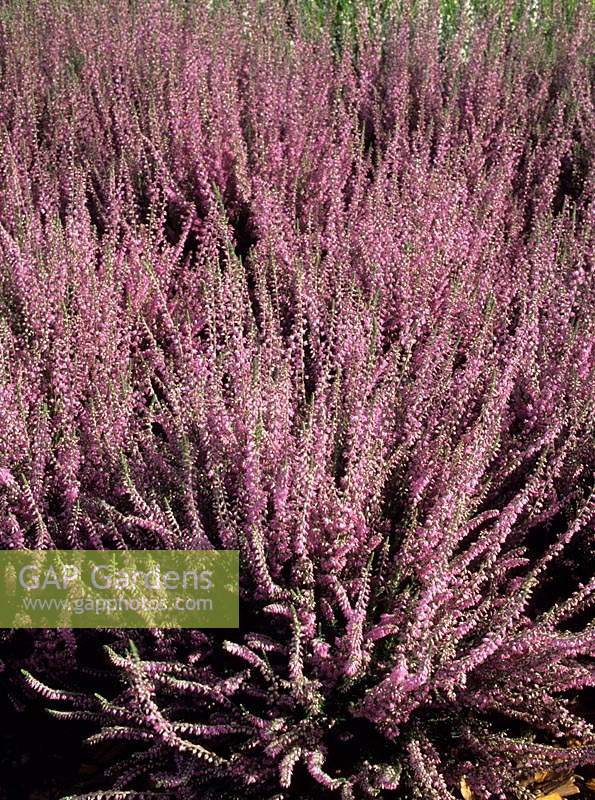 ling Scot s Heather Calluna vulgaris Bray Head