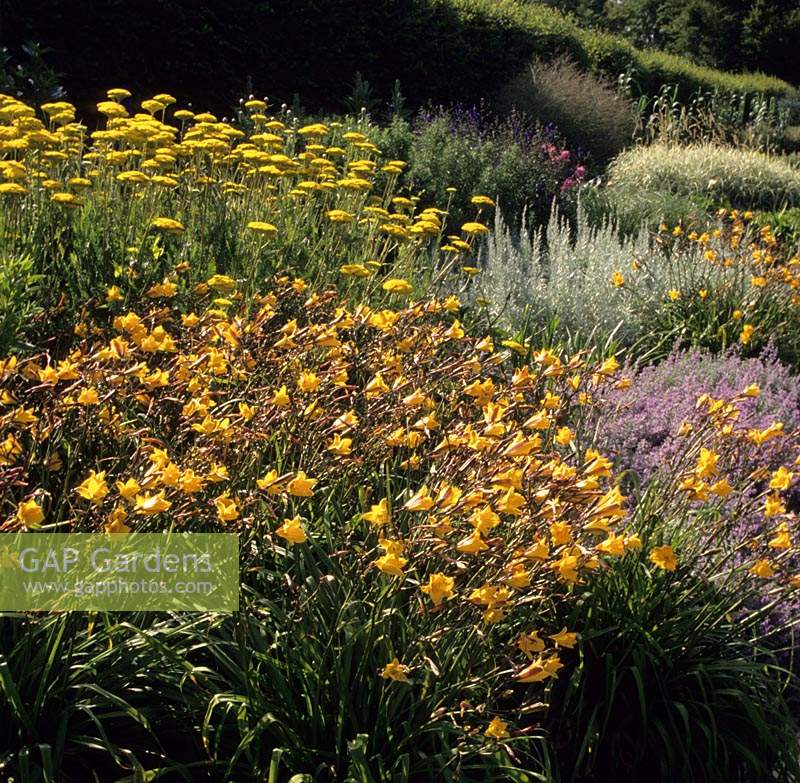RHS Wisley Surrey herbaceous border with day lily Hemerocallis Golden Chimes