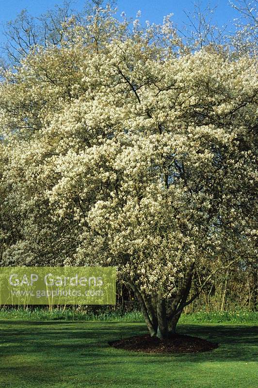 Amelanchier lamarckii