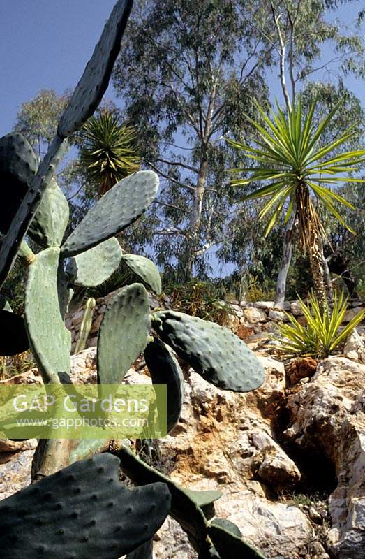 private garden Epidavros Greece sloping hillside garden with cactus and Eucalyptus