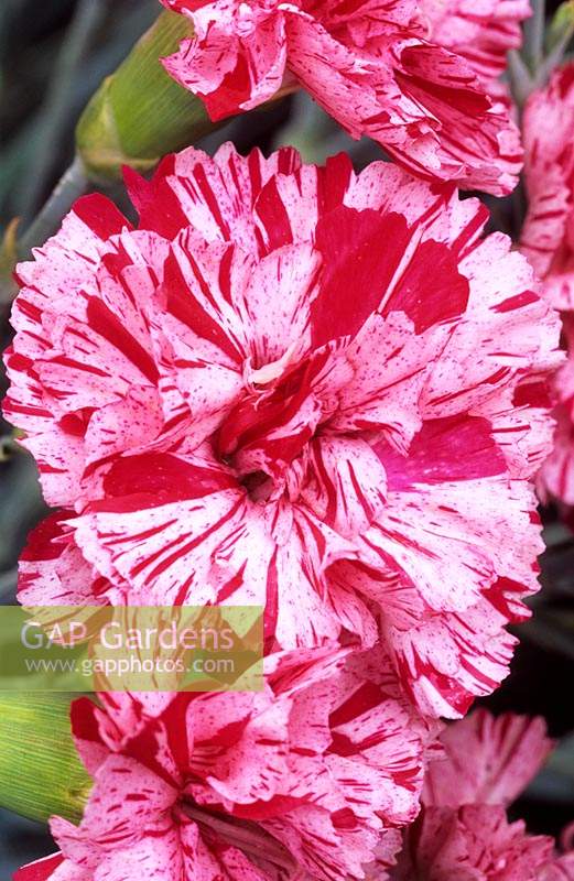 old fashioned pink Dianthus Zoe s Choice
