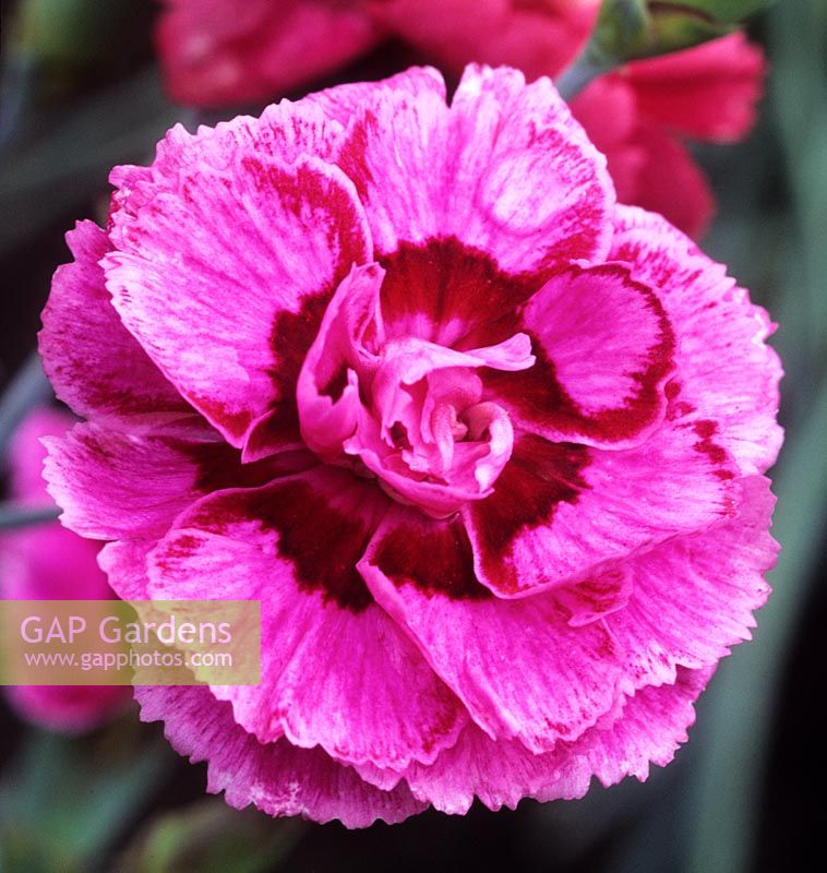 old fashioned pink Dianthus Cyril s Choice