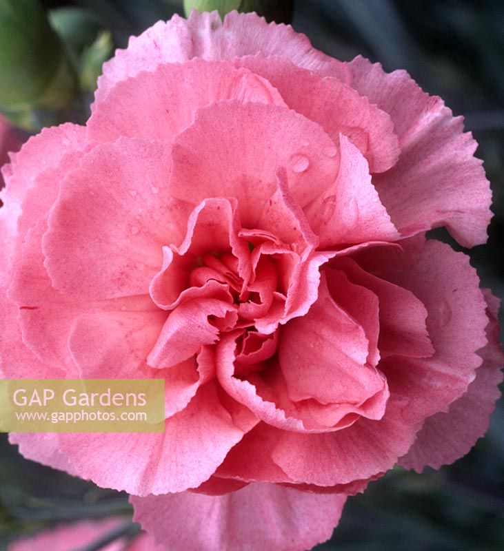 old fashioned pink Dianthus Marg s Choice