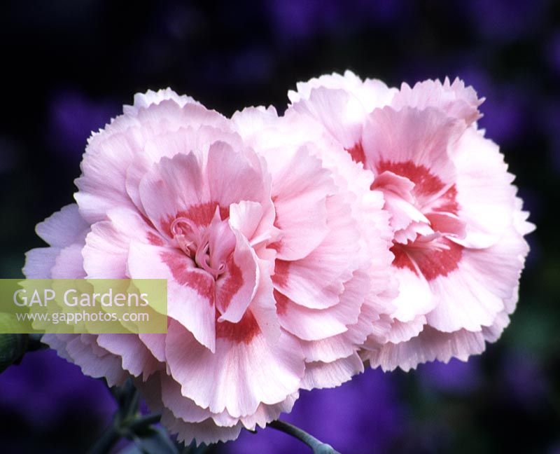 old fashioned pink Dianthus Doris