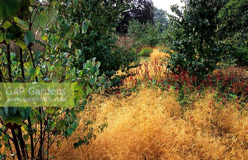 Scampston Hall Yorkshire design Piet Oudolf Deschampsia cespitosa Goldtau Cercidiphyllum japonicum Persicaria Firetail