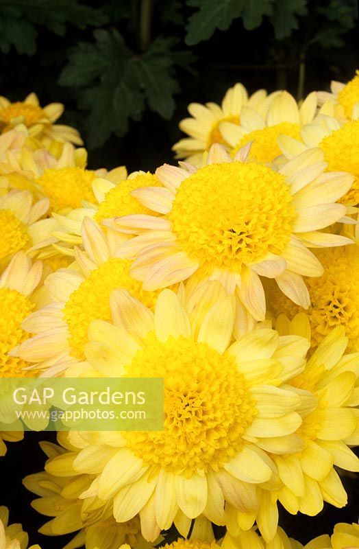 Chrysanthemum Deane Joy