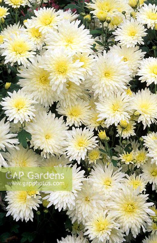 Chrysanthemum White Gloss