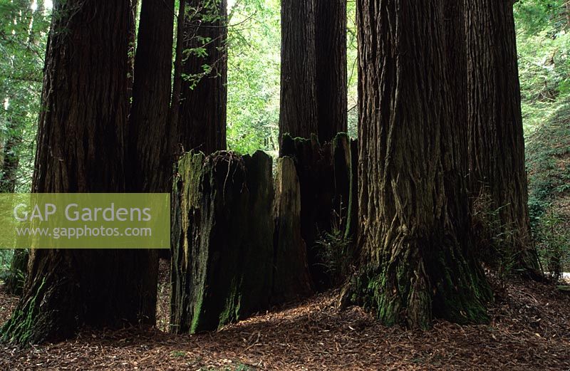 Sequoia sempervirens Redwood Navaro California