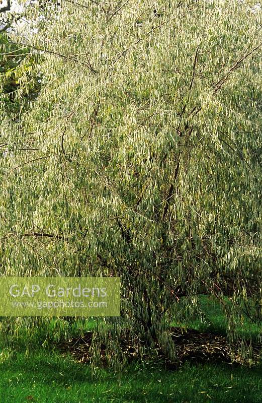 Oleaster Elaeagnus angustifolia