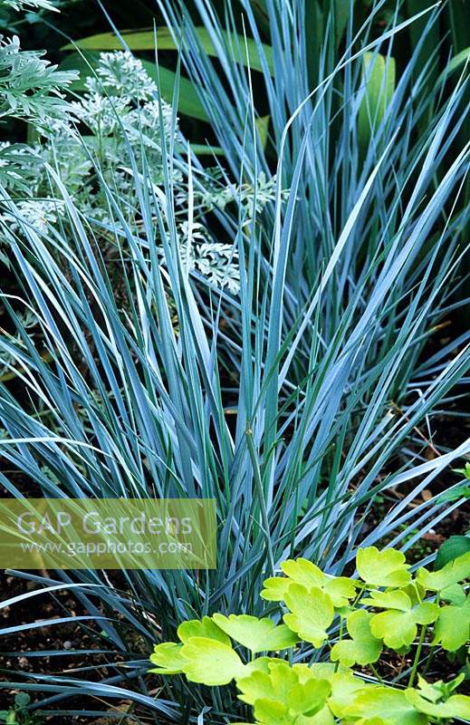 Elymus magellanicus blue wheat grass