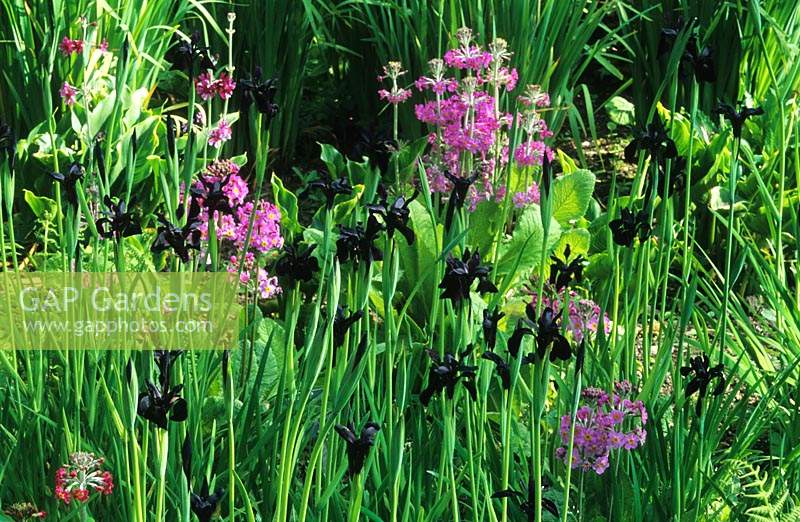 RHS Wisley Surrey woodleand garden Iris chrysographes Black Knight