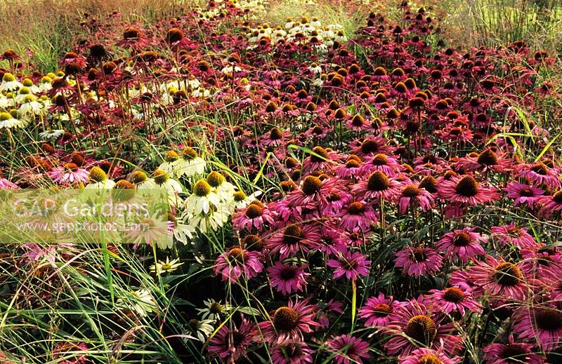 RHS Wisley Surrey design Piet Oudolf prairie planting of Echinacea Green Edge and Rubinglow Panicum virgatum Rehbraun