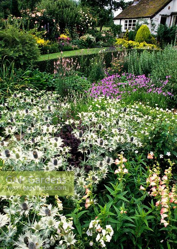 Eastgrove Cottage garden Worcestershire Eryngium giganteum Miss Willmott s Ghost with view through to house