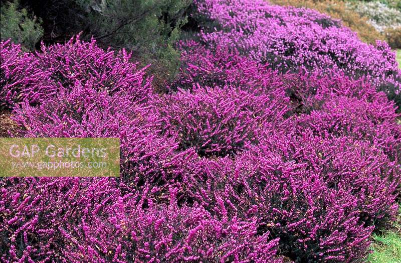 Erica x darleyensis Kramer s Rote