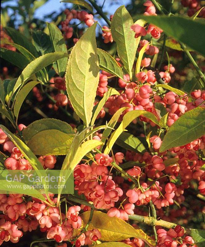 Euonymus hamiltonianus subsp sieboldianus Red Elf