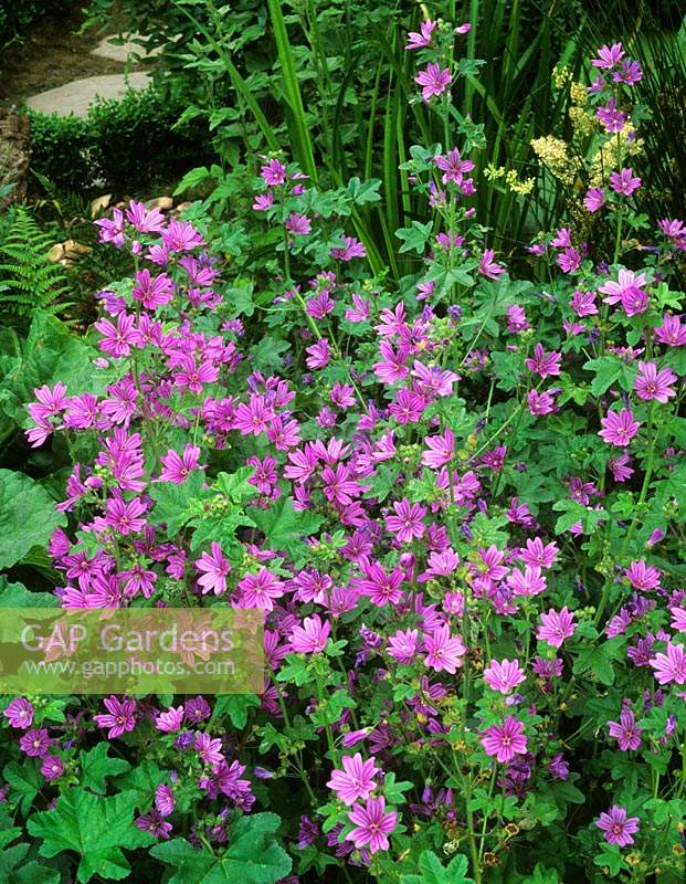 Malva sylvestris