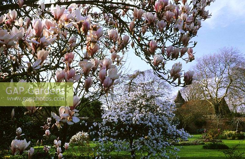 Rymans Sussex Magnolia x soulangeana in walled garden