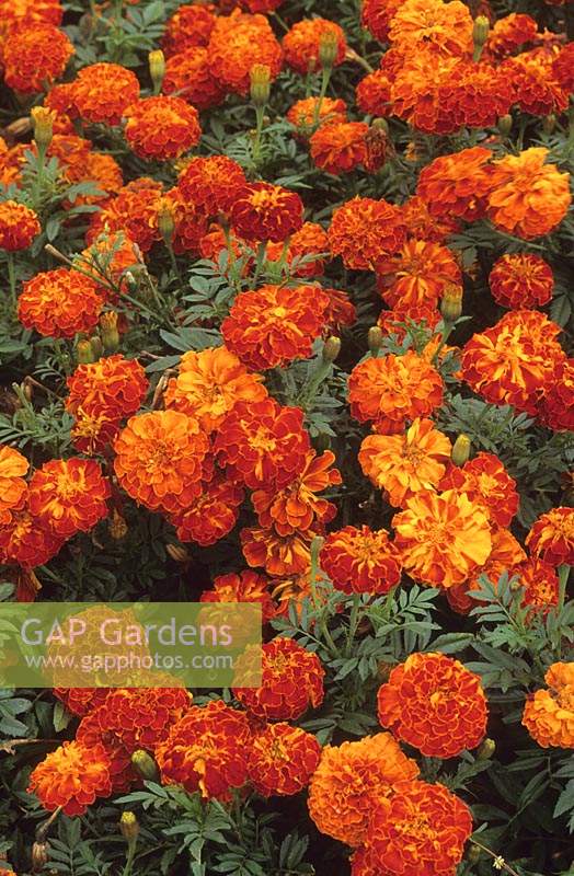 French Marigold Tagetes patula Seven Star Red