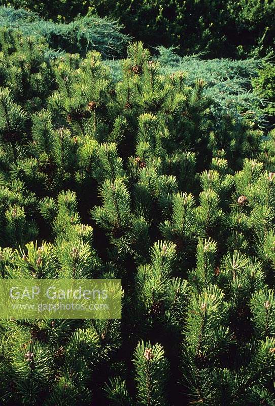 Pinus mugo Pumila