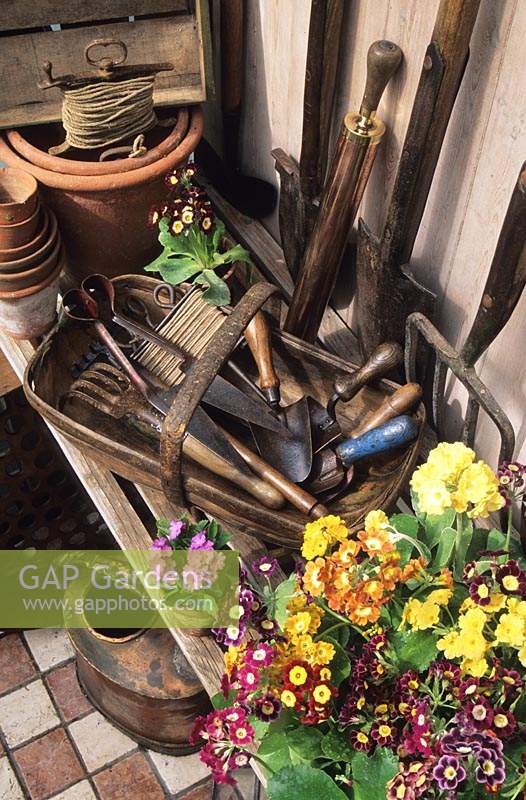 Fairfield Surrey potting shed with tools and auricula primulas