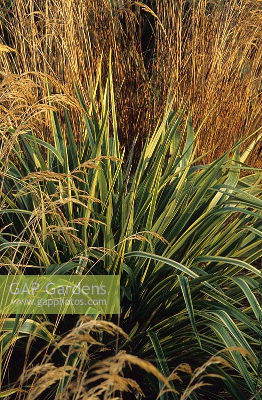 The winter garden Hilliers Arboretum New Zealand flax Phormium Duet Calamagrostis