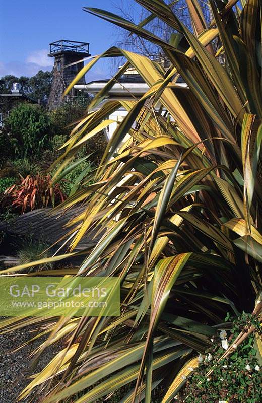 Private garden Mendocino California Design Jaen Treesinger Phormium Maori Sunset
