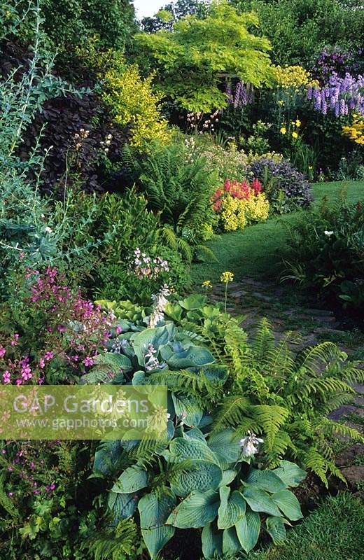 Eastgrove Cottage garden Worcestershire Mixed summer borders with Hostas Astilbie Robinia pseudoacacia Frisia