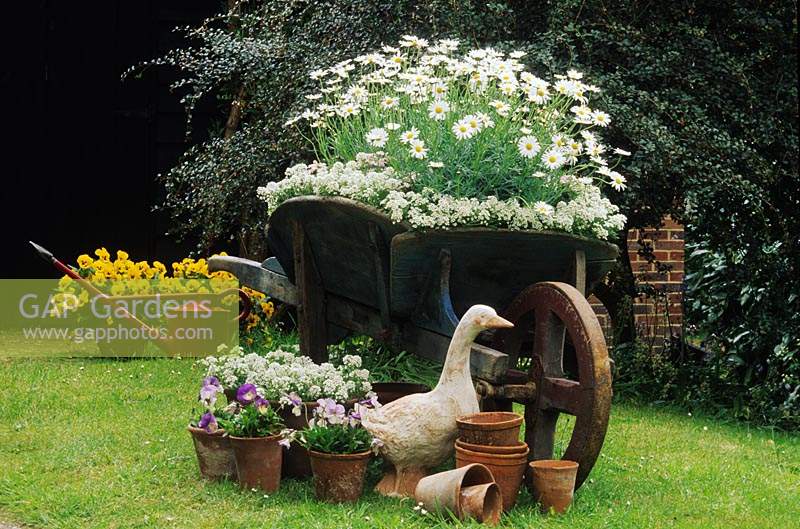 Wooden wheelbarrow used as recycled container for white Marguerites and Alyssum Viola Cottage Garden