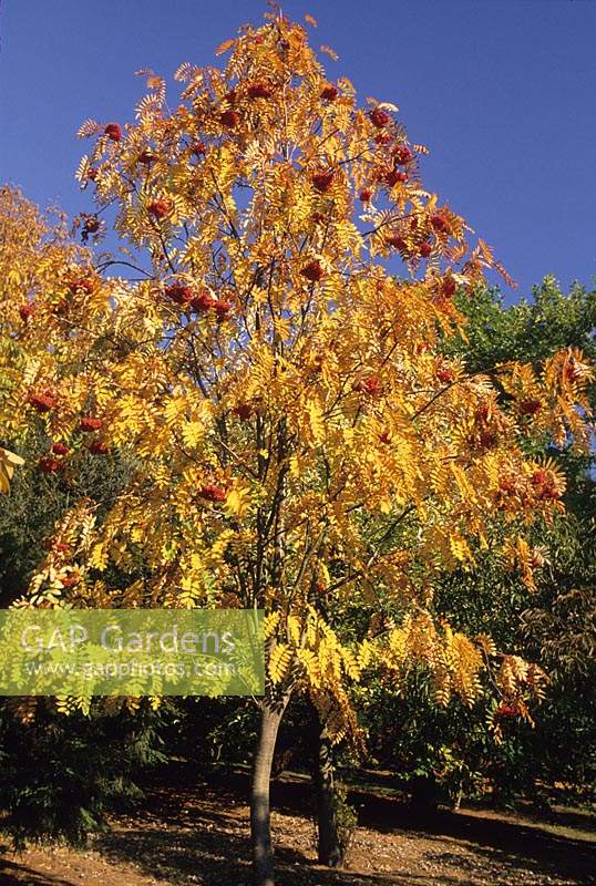 mountain ash Sorbus aucuparia