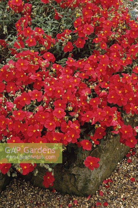 rock rose Helianthemum Beechpark Red