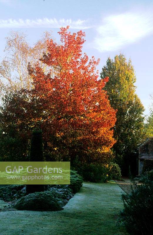 Coates Manor Sussex Sweet gum Liquidamber styraciflua Worplesdon Autumn tree leaf foliage colour