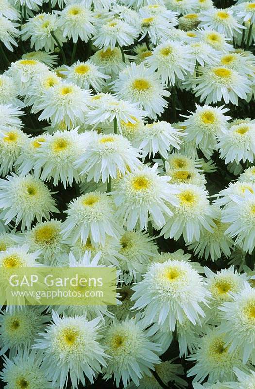 shasta daisy Leucanthemum x suberbum Wirral Supreme